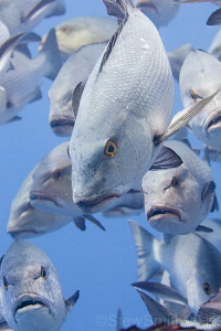 Schooling Bohar Snapper by Stew Smith 